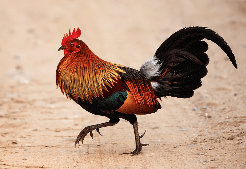 Gallo bankiva (rojo)