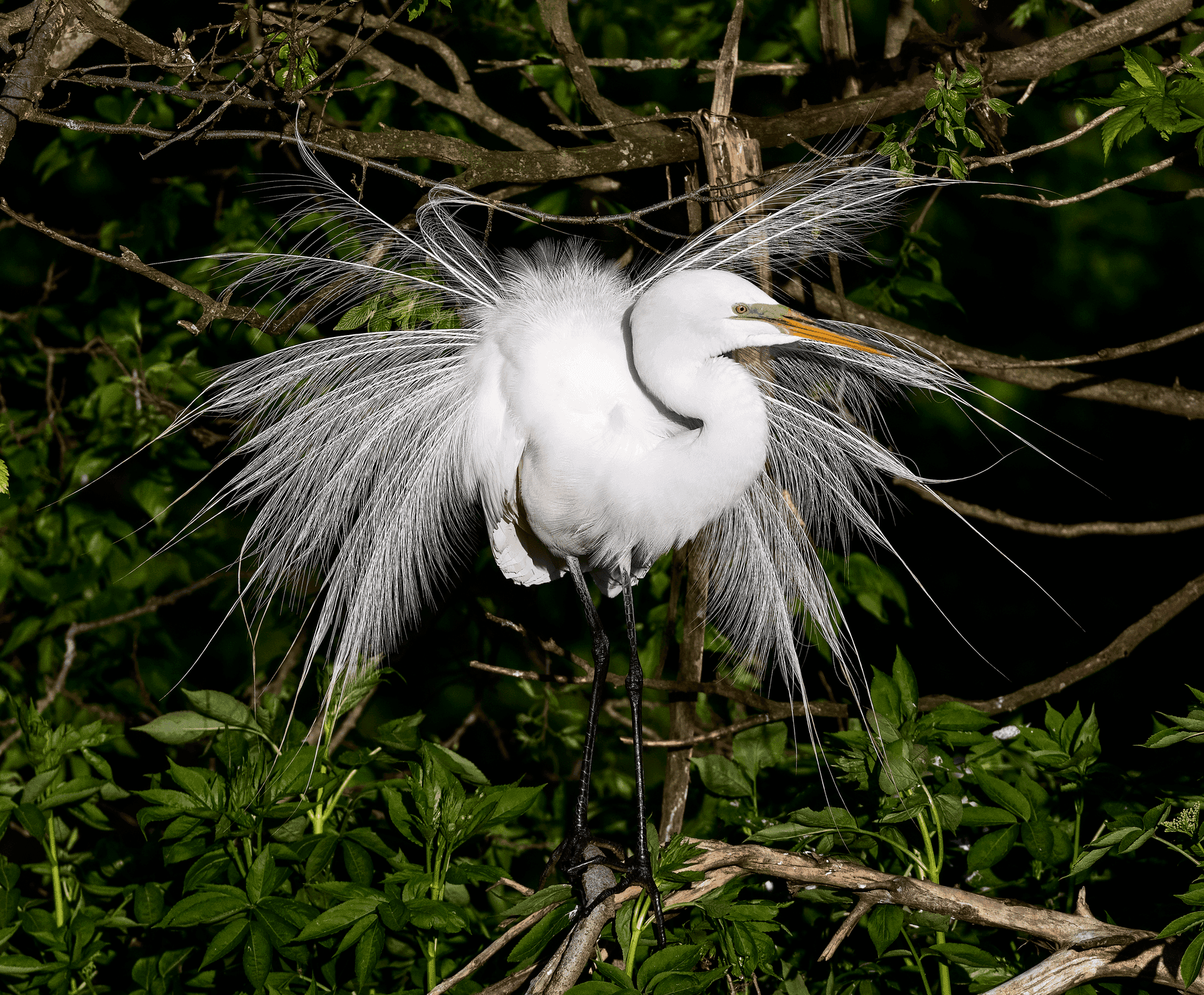 Garza blanca (grande)