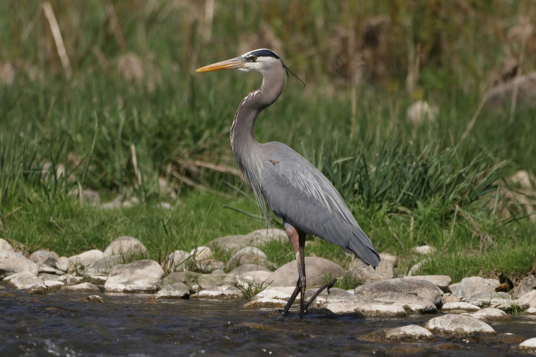 Garza morena (azulada)