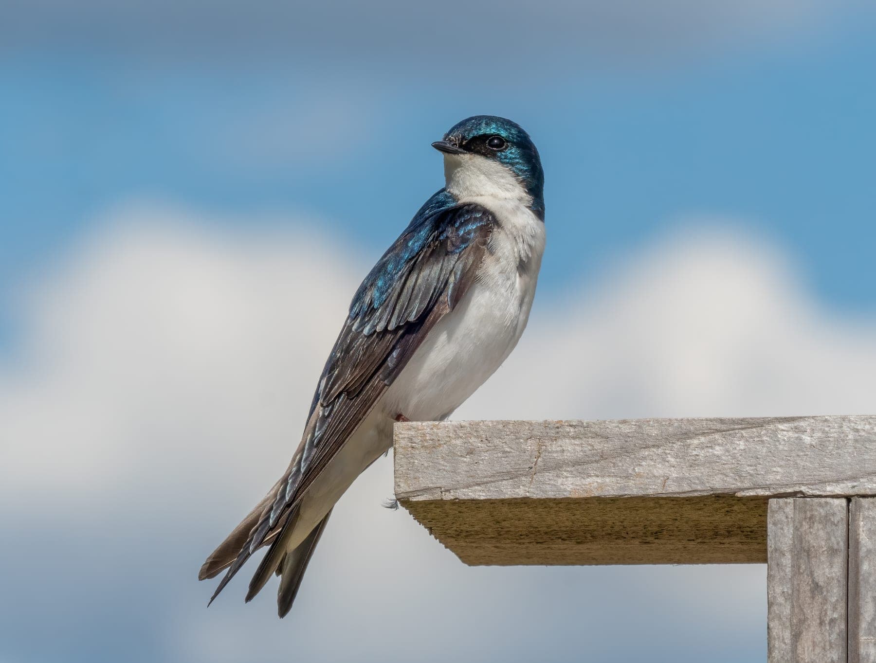 Golondrina bicolor