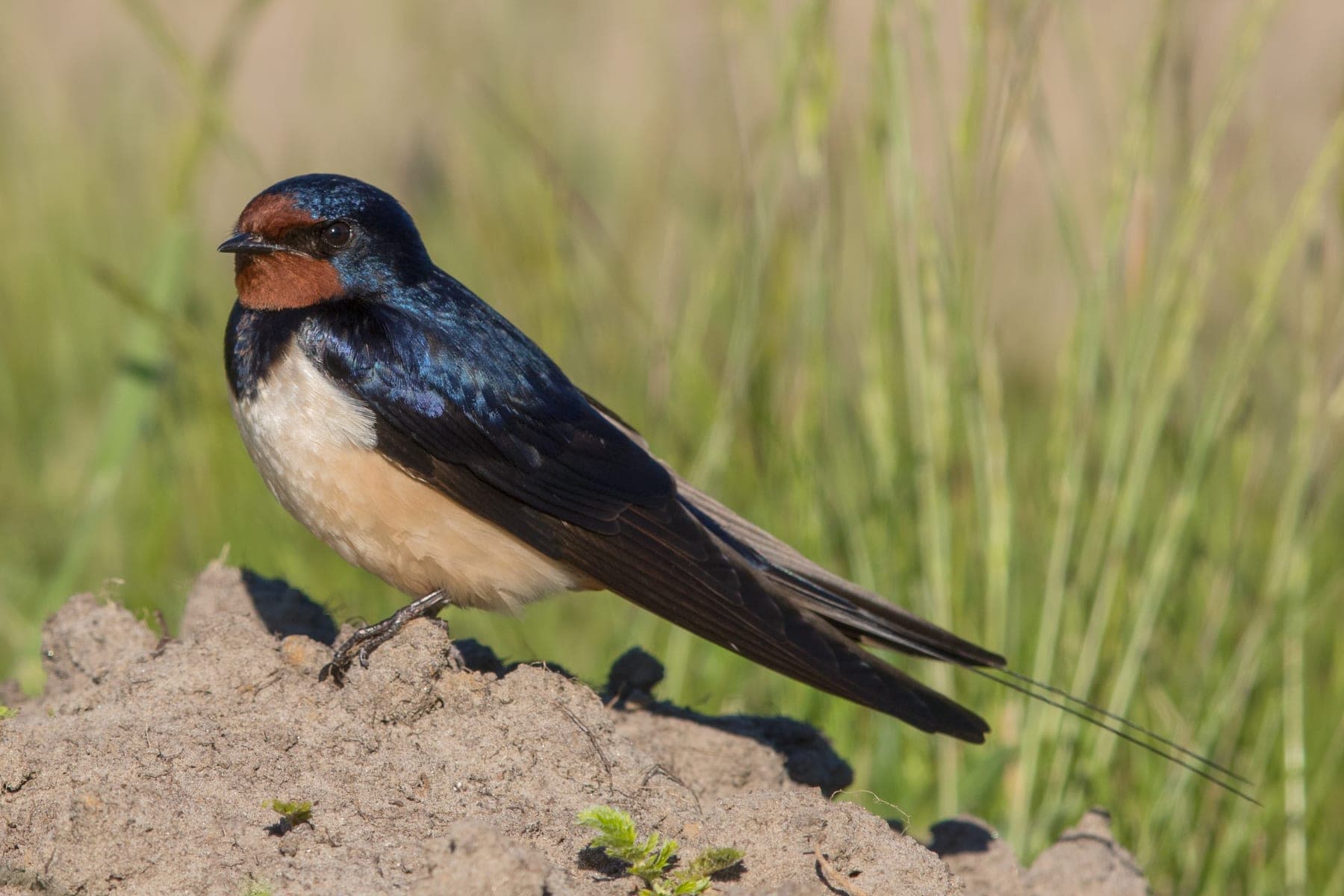 Golondrina común posada de garganta rojiza y larga cola ahorquillada