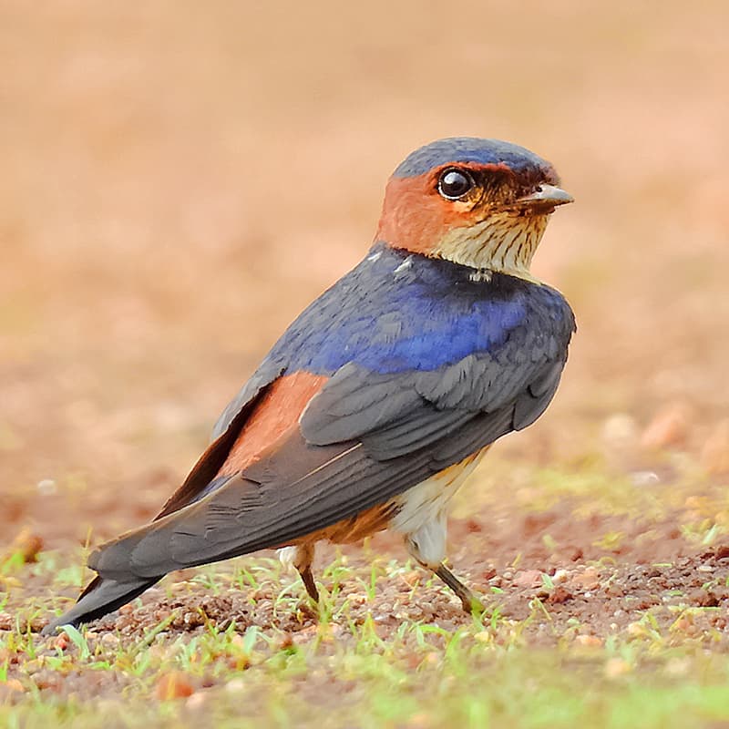 Golondrina dáurica