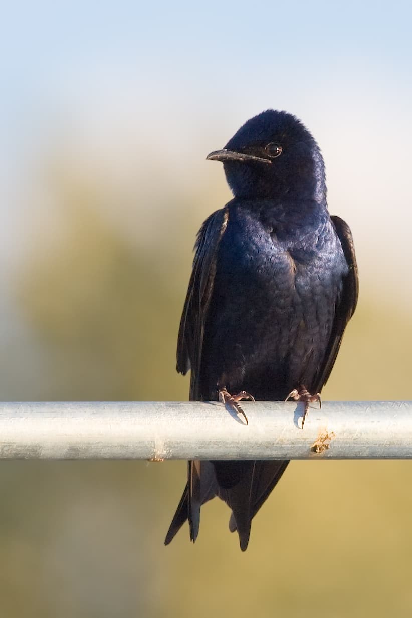 Golondrina purpúrea