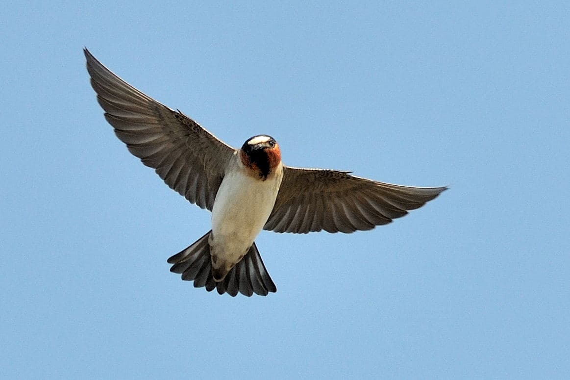 Golondrina risquera