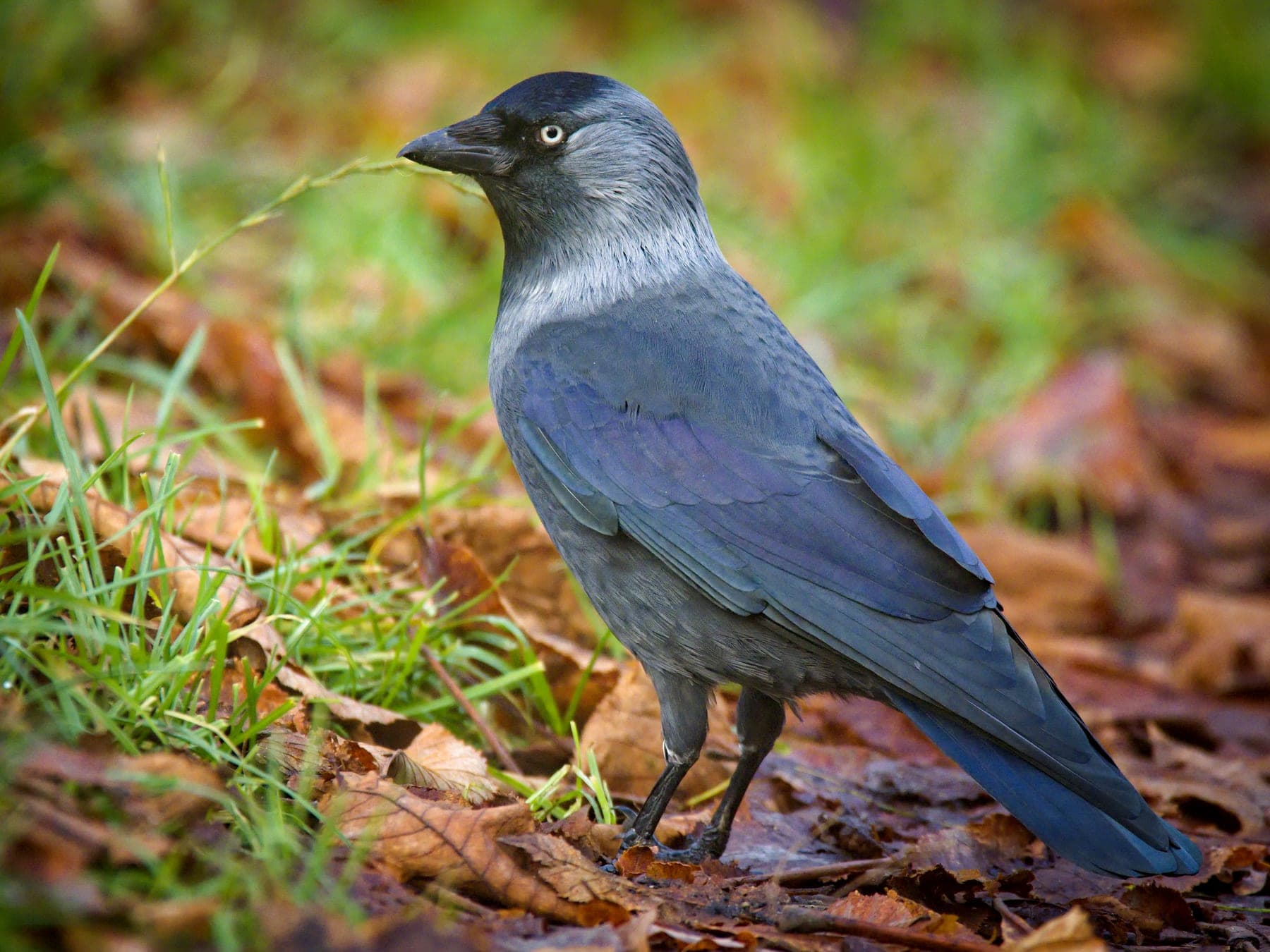 Grajilla occidental