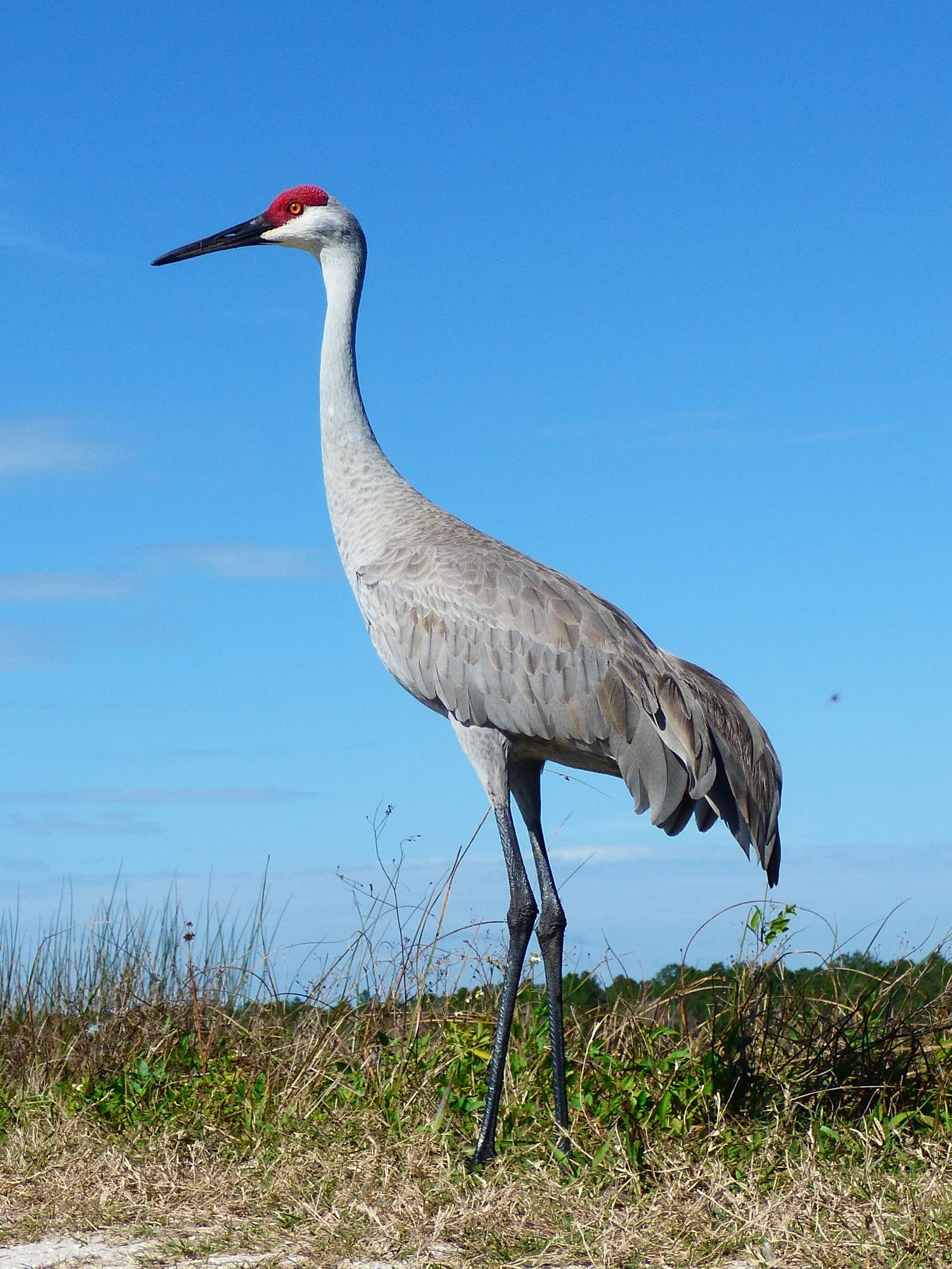 Grulla canadiense