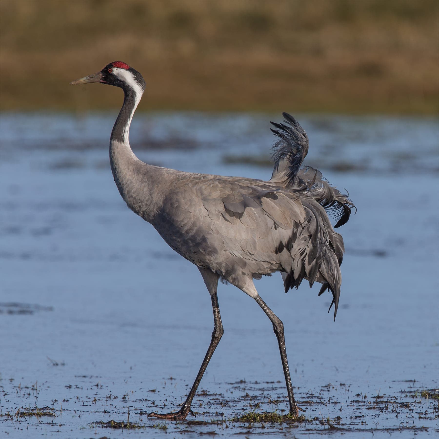 Grulla común