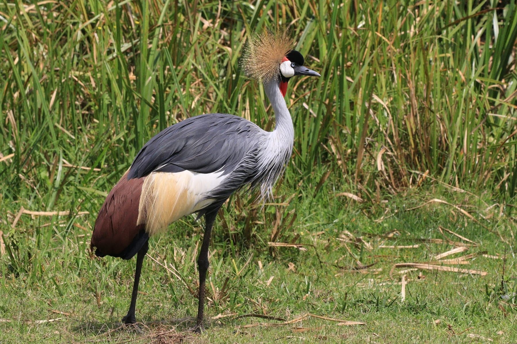 Grulla coronada cuelligrís con su penacho dorado