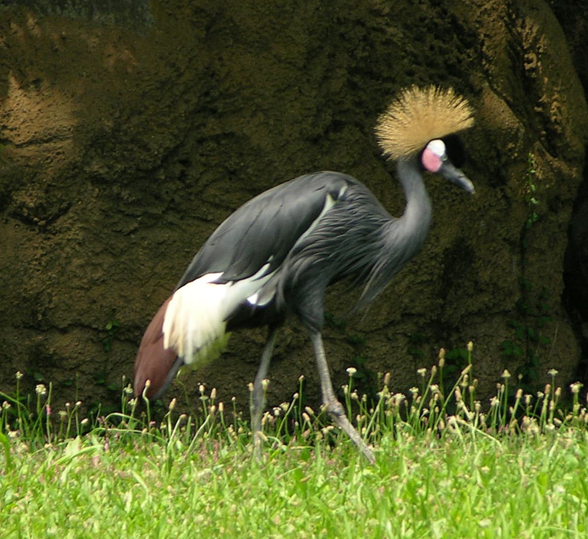 Grulla coronada cuellinegra