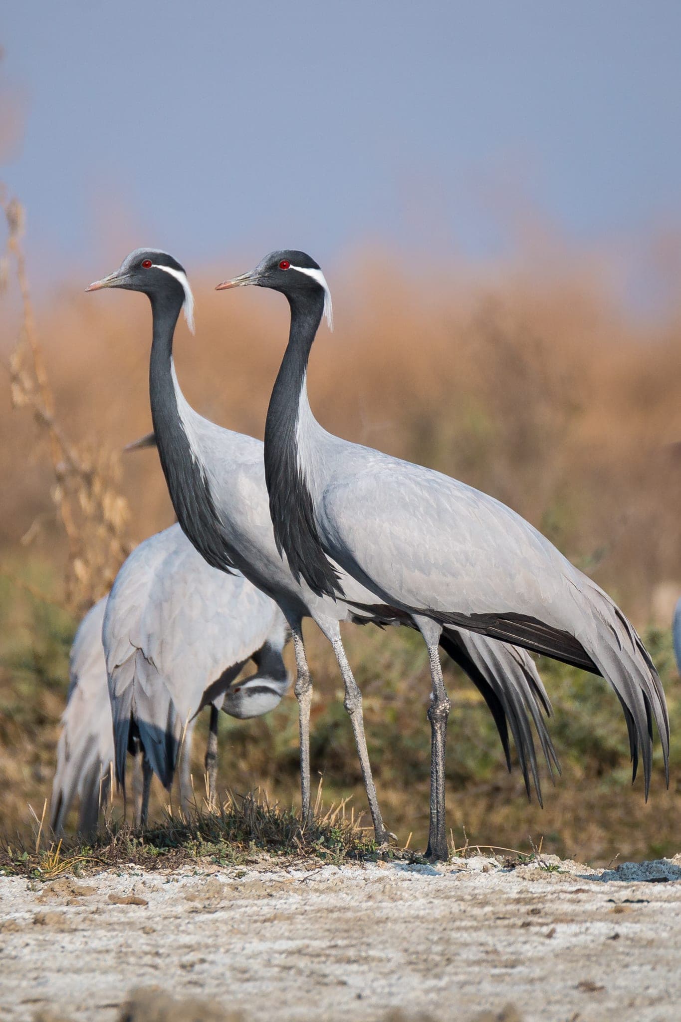 Grulla damisela