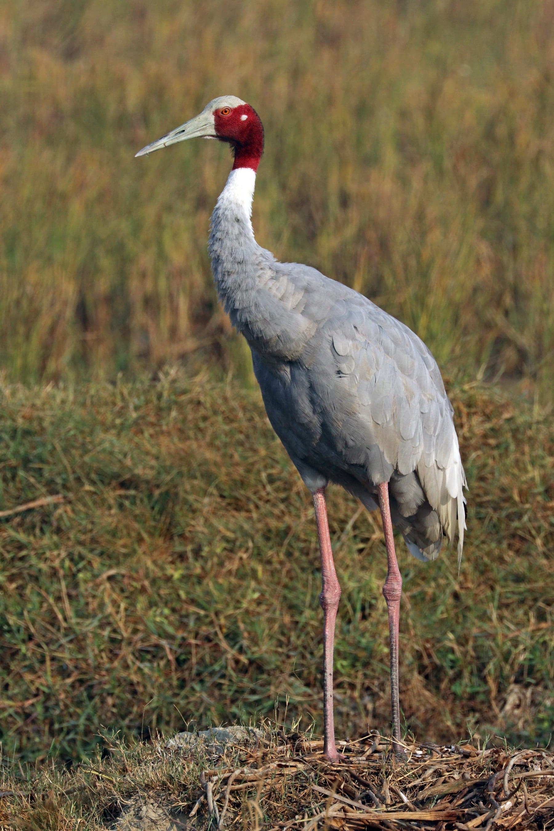 Grulla sarus