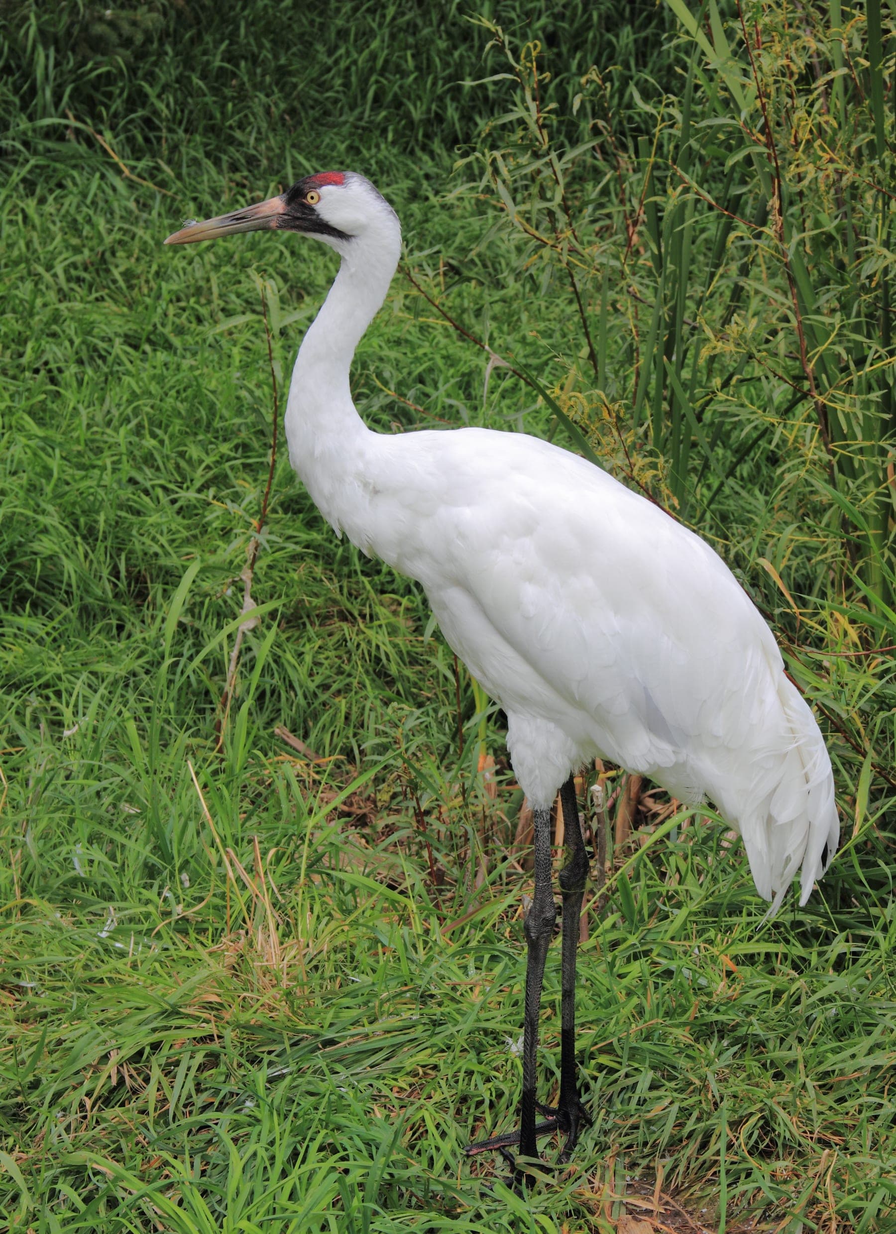 Grulla trompetera