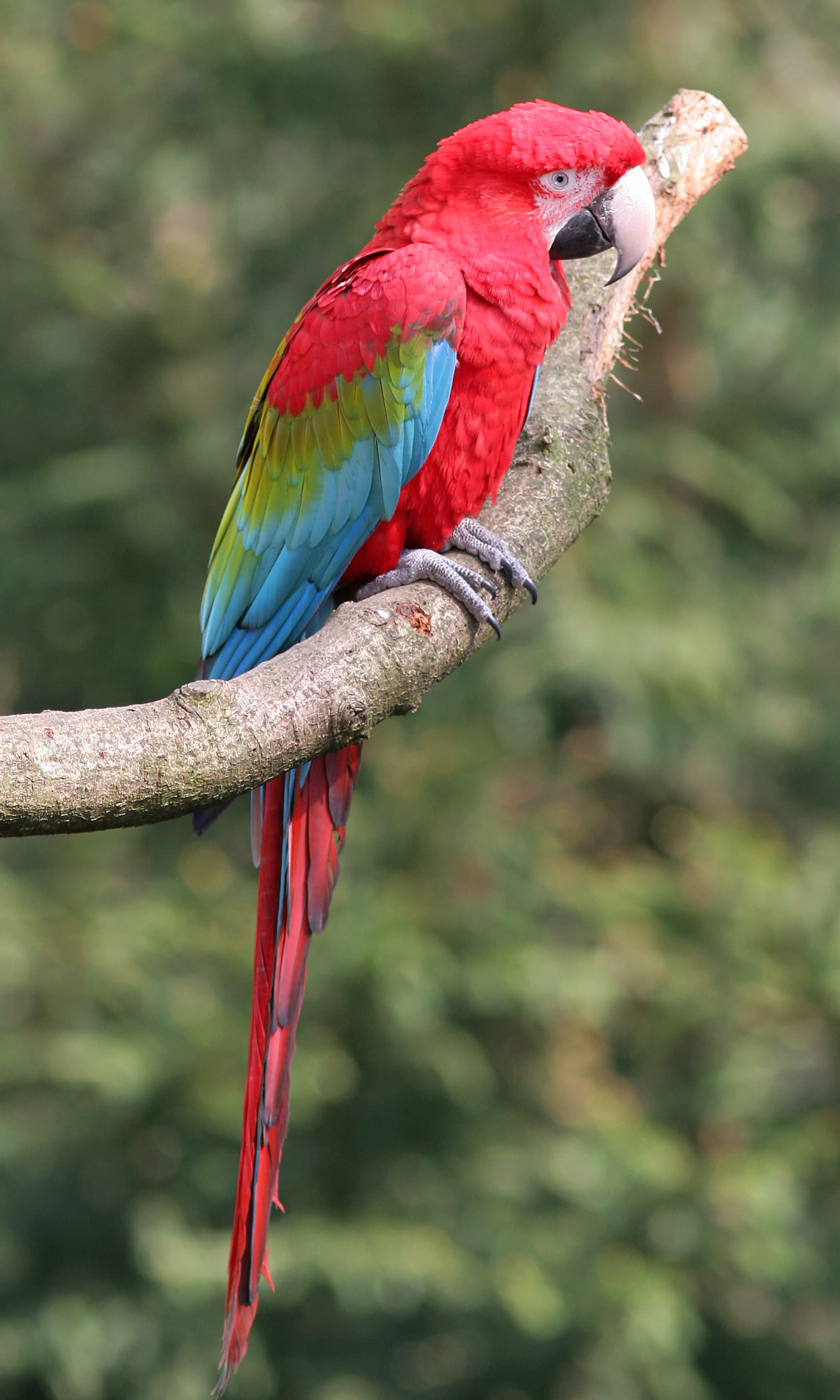 Guacamayo aliverde
