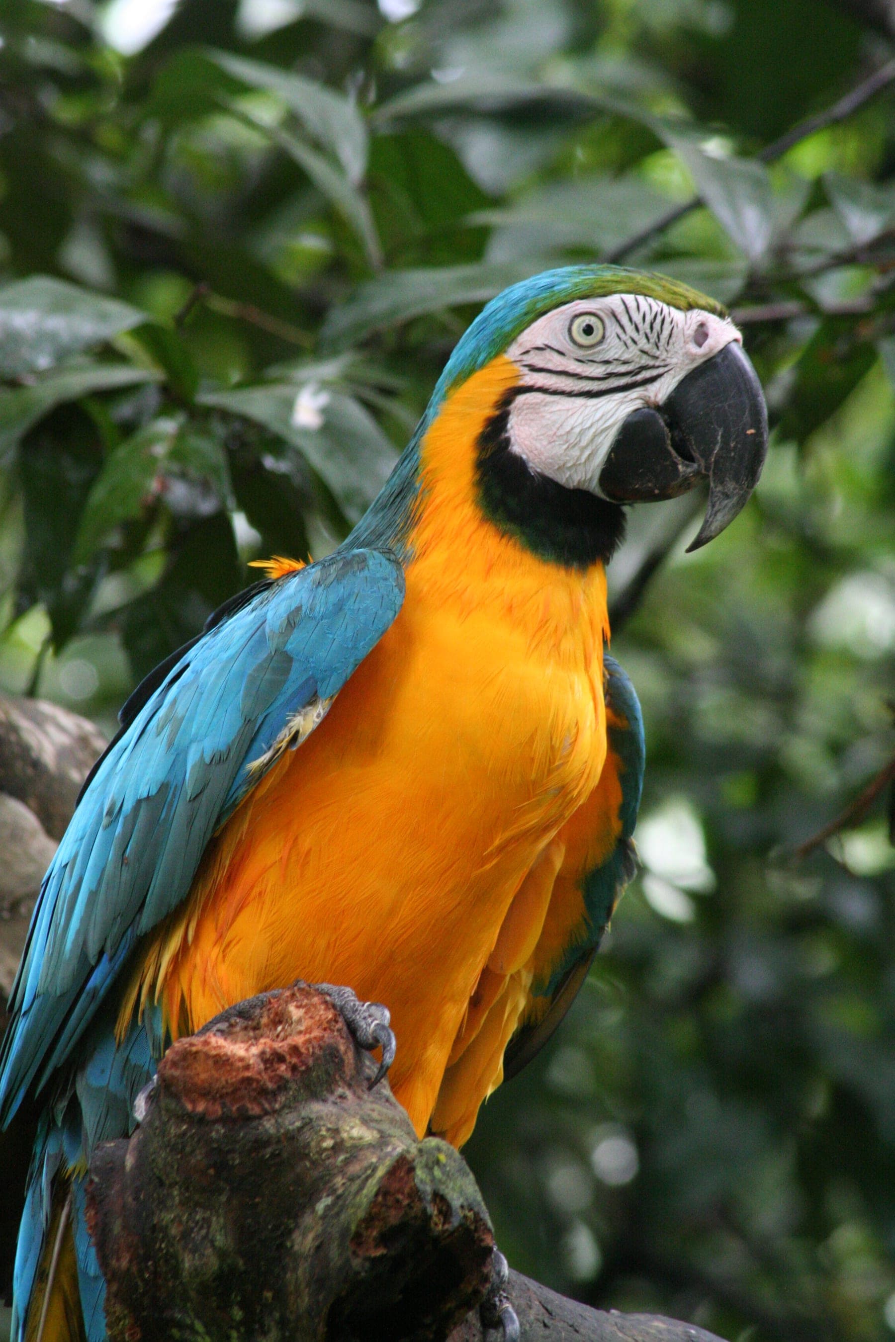 Guacamayo Azul y Amarillo