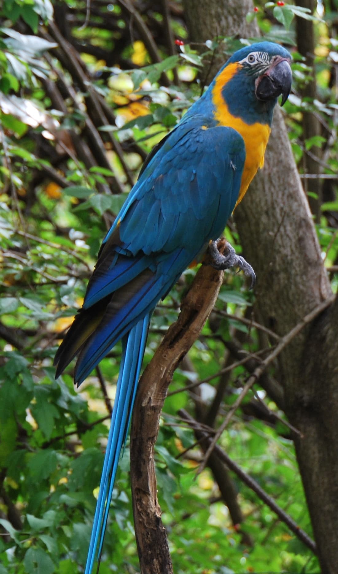 Guacamayo barbazul