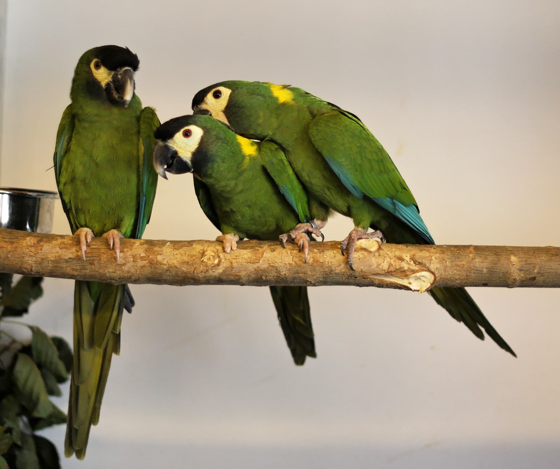 Guacamayo de cuello amarillo