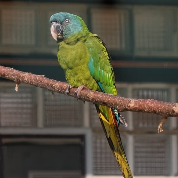 Guacamayo de Coulon (cabeza azul)
