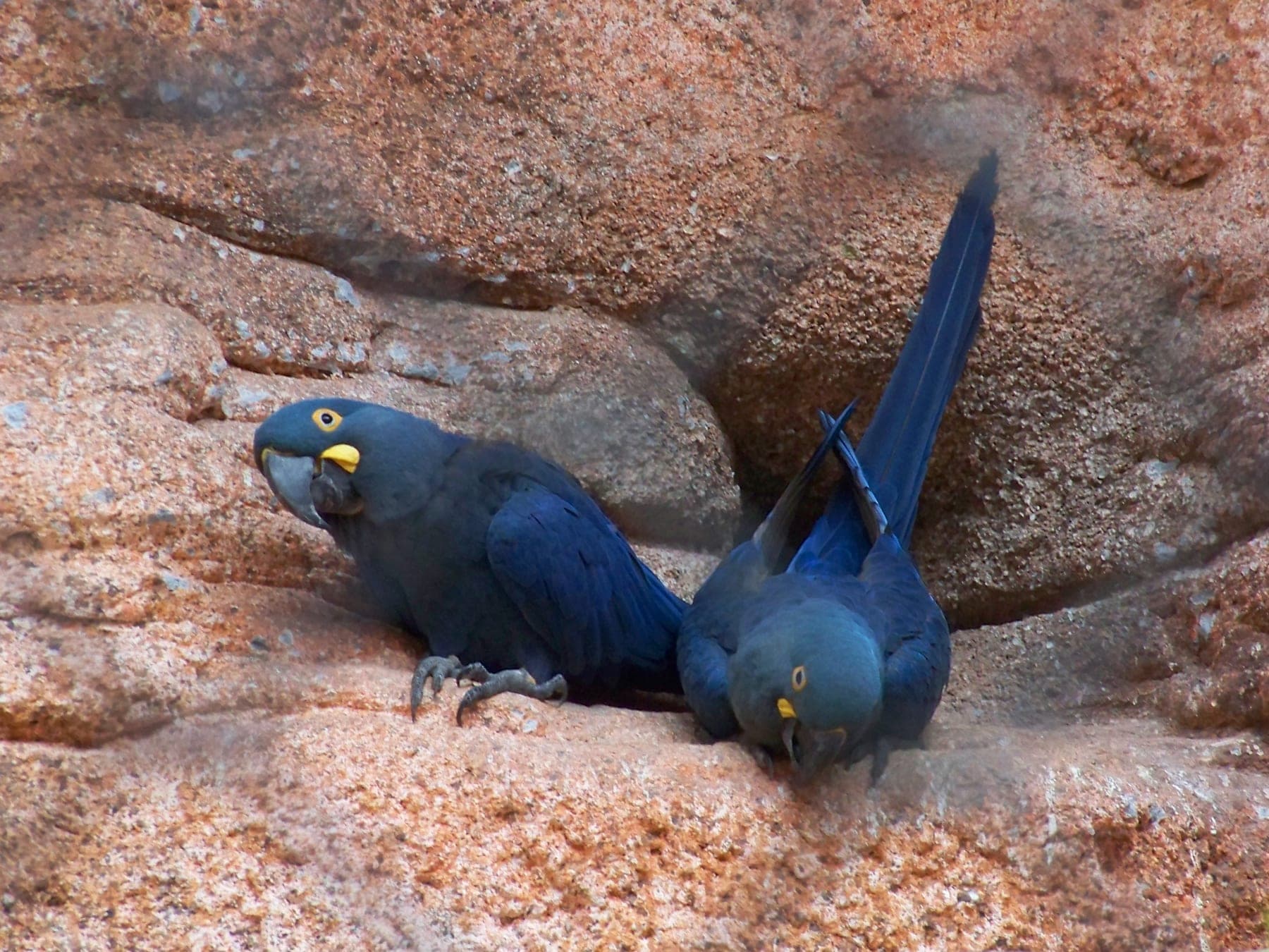 Guacamayo de Lear (índigo)