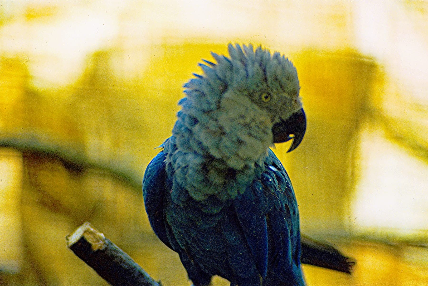 Guacamayo de Spix