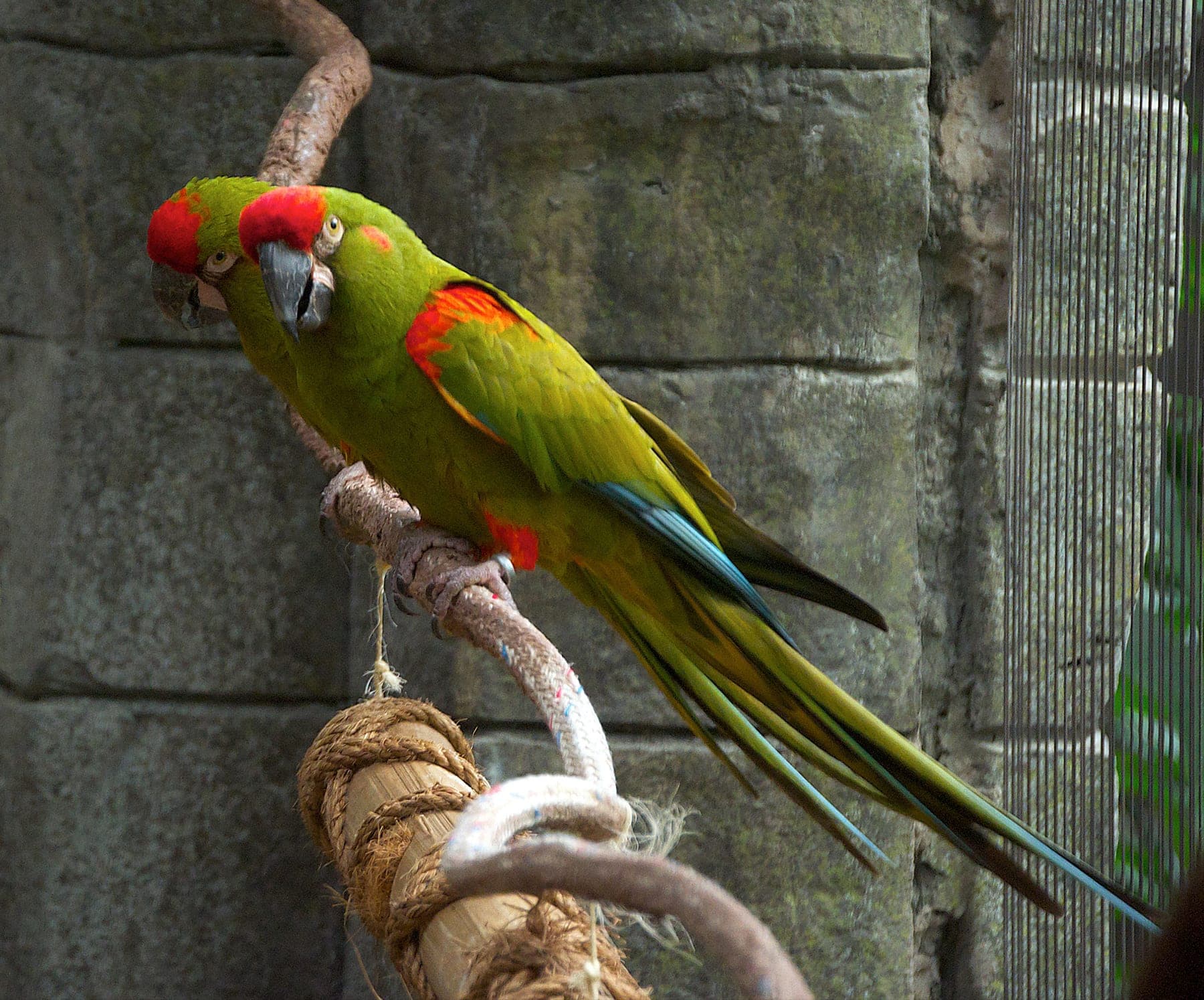 Guacamayo frentirrojo