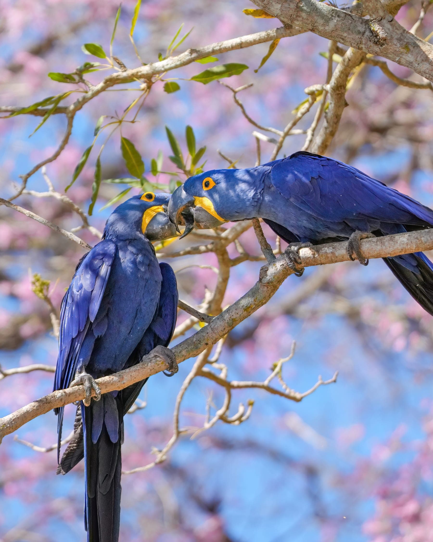 Guacamayo jacinto