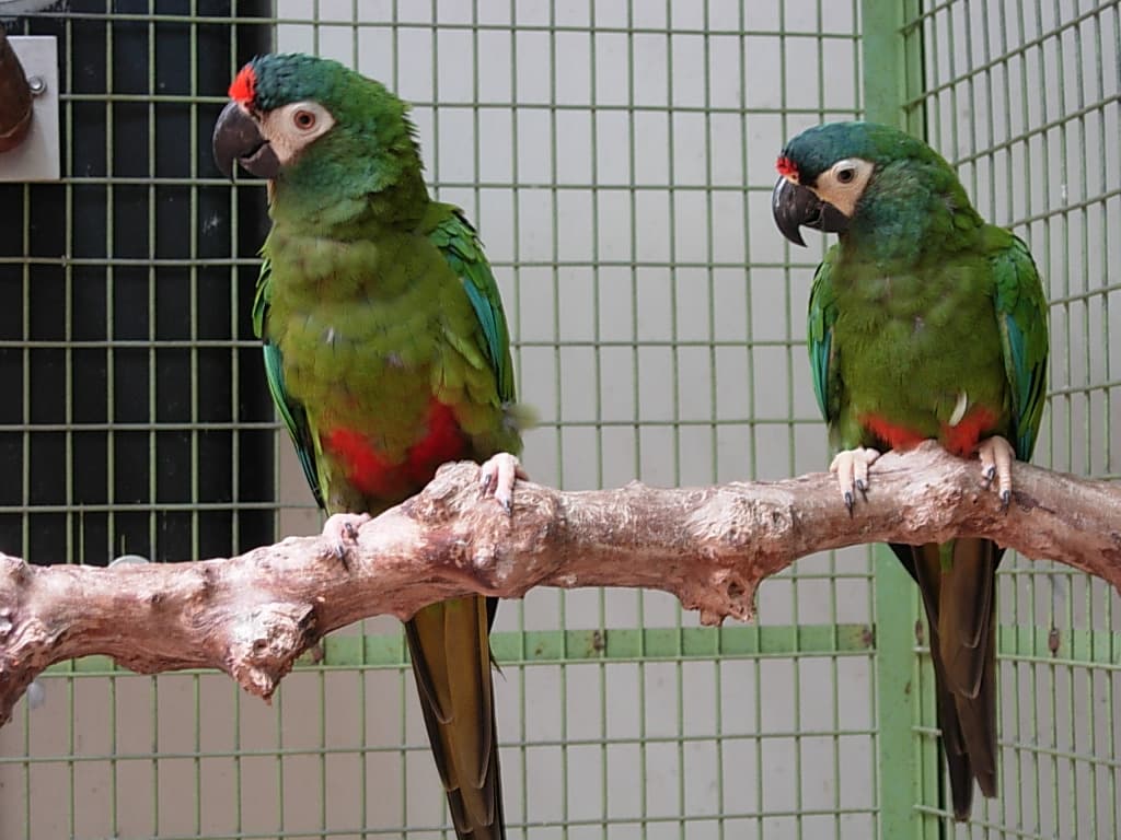 Guacamayo maracaná