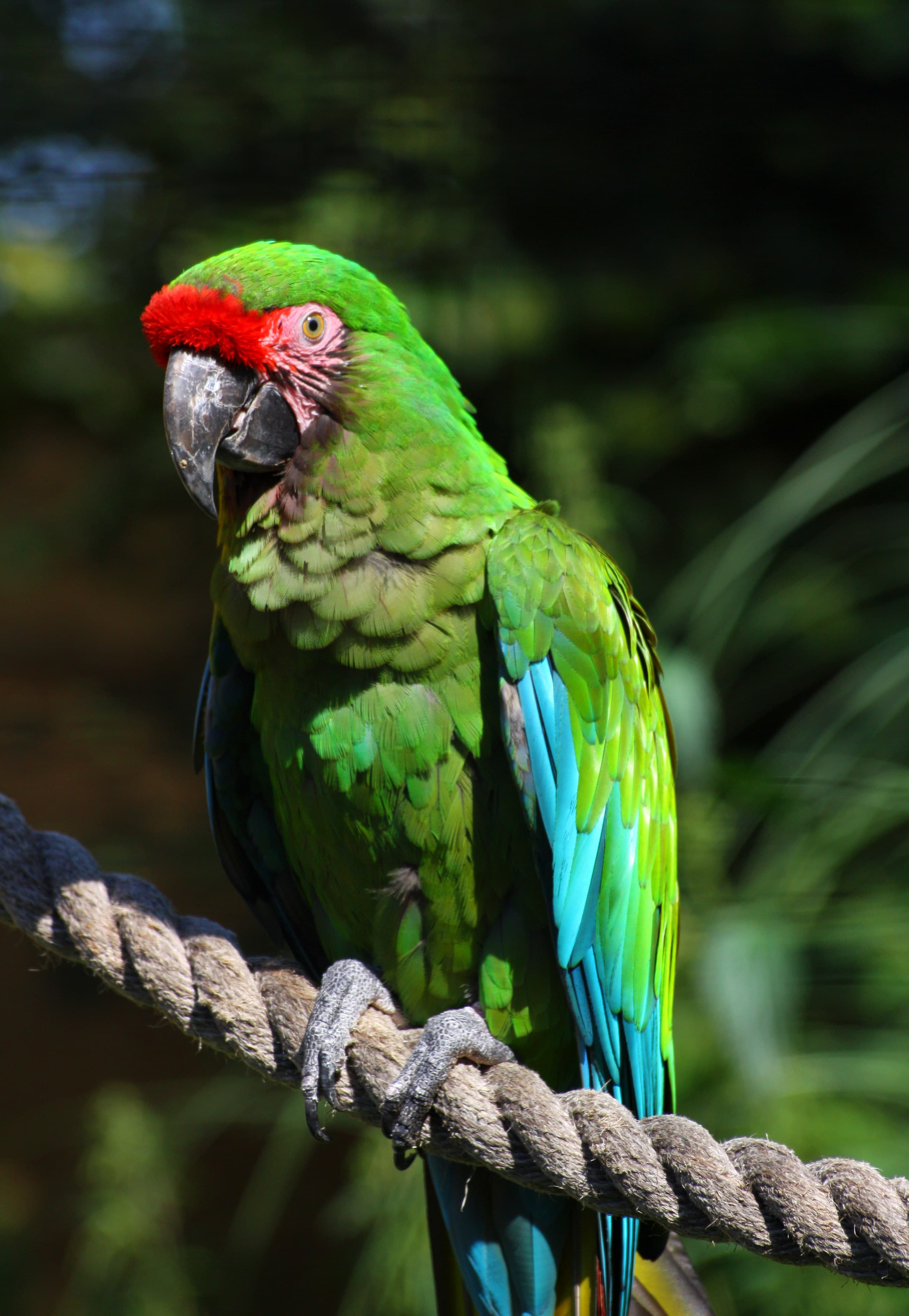 Guacamayo militar
