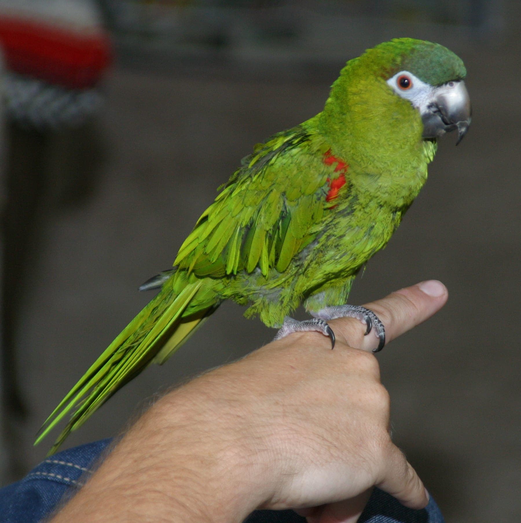 Guacamayo noble