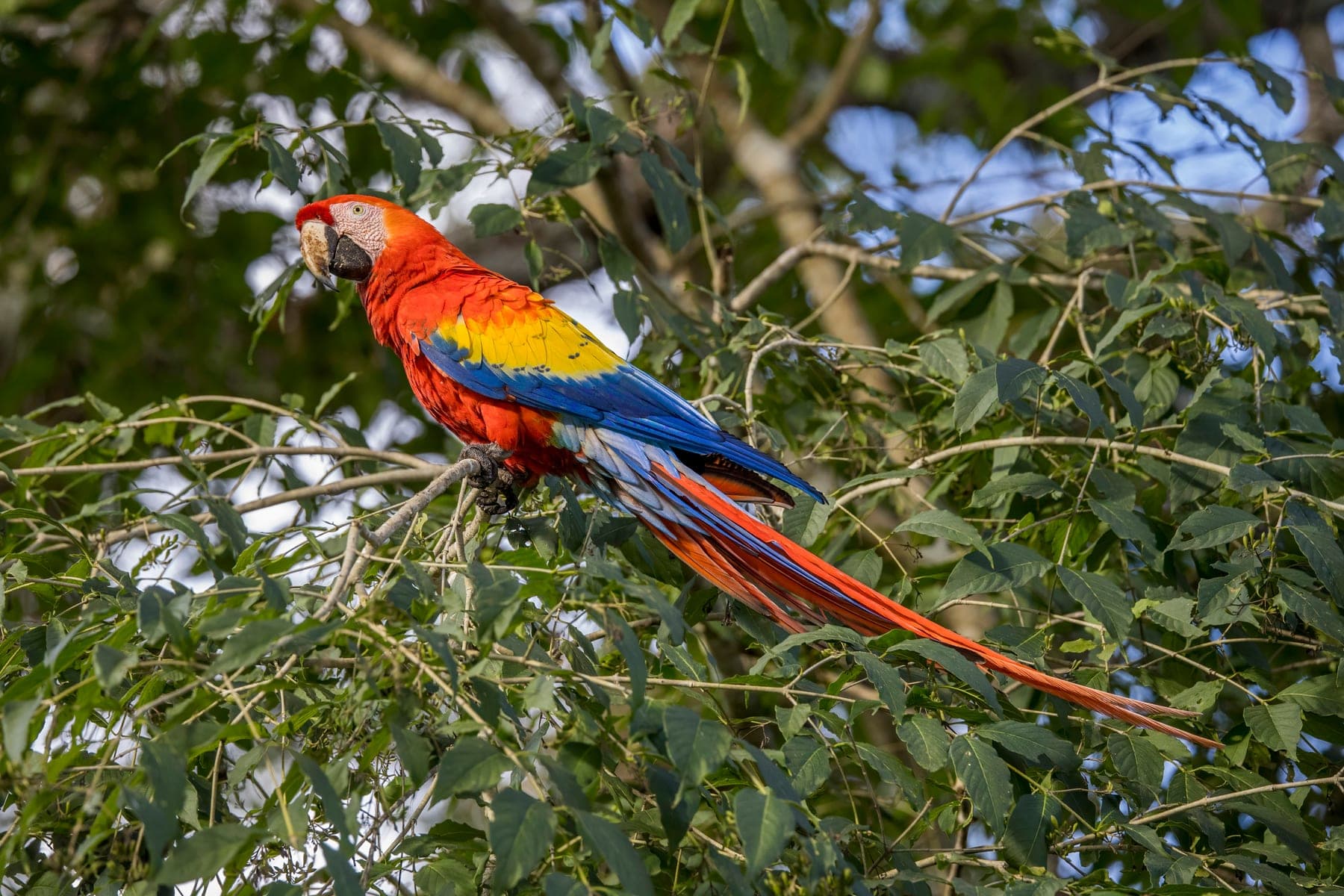 Guacamayo rojo