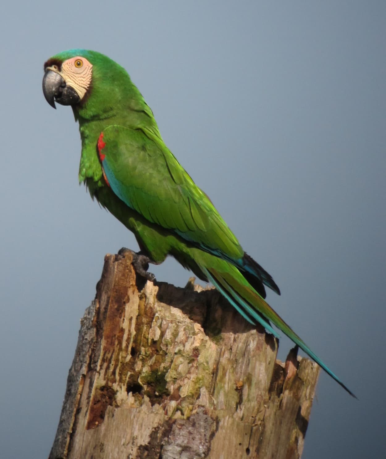 Guacamayo severo (castaño)