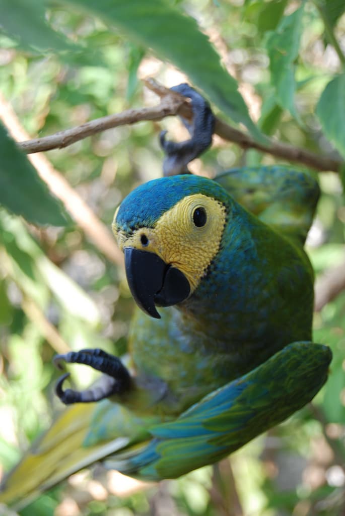 Guacamayo ventrirrojo