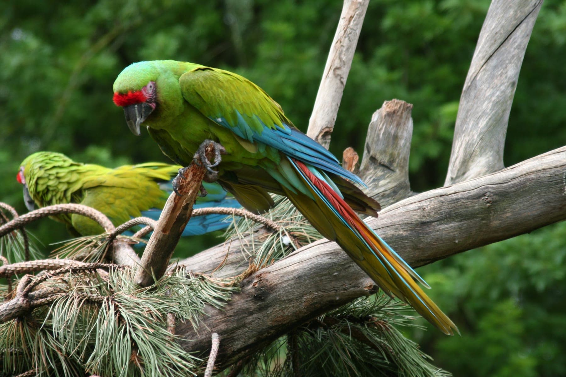 Guacamayo verde mayor (de Buffon)
