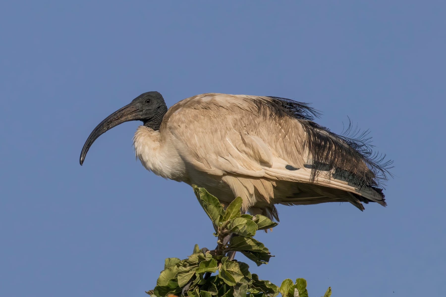 Ibis sagrado