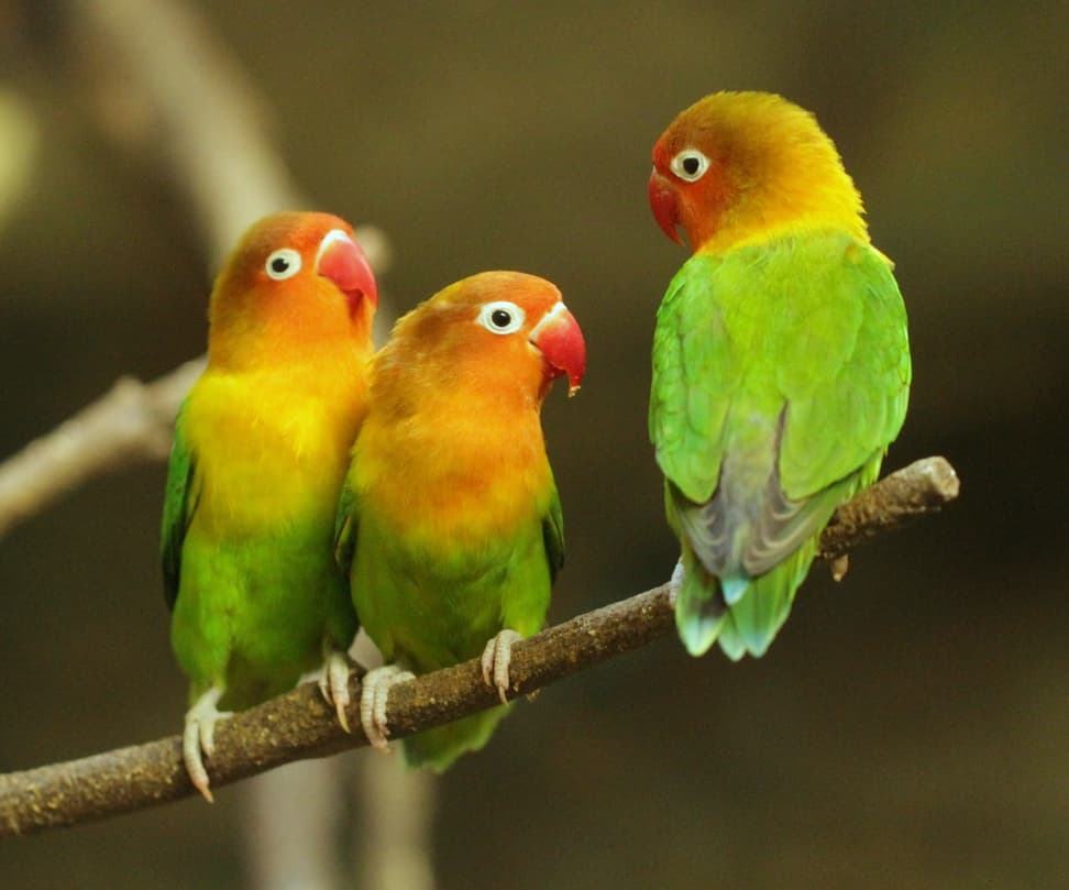 Inseparable de Fischer