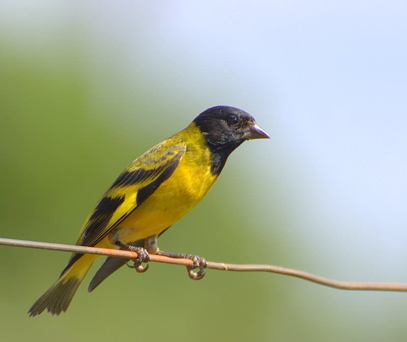 Jilguero cabecitanegra