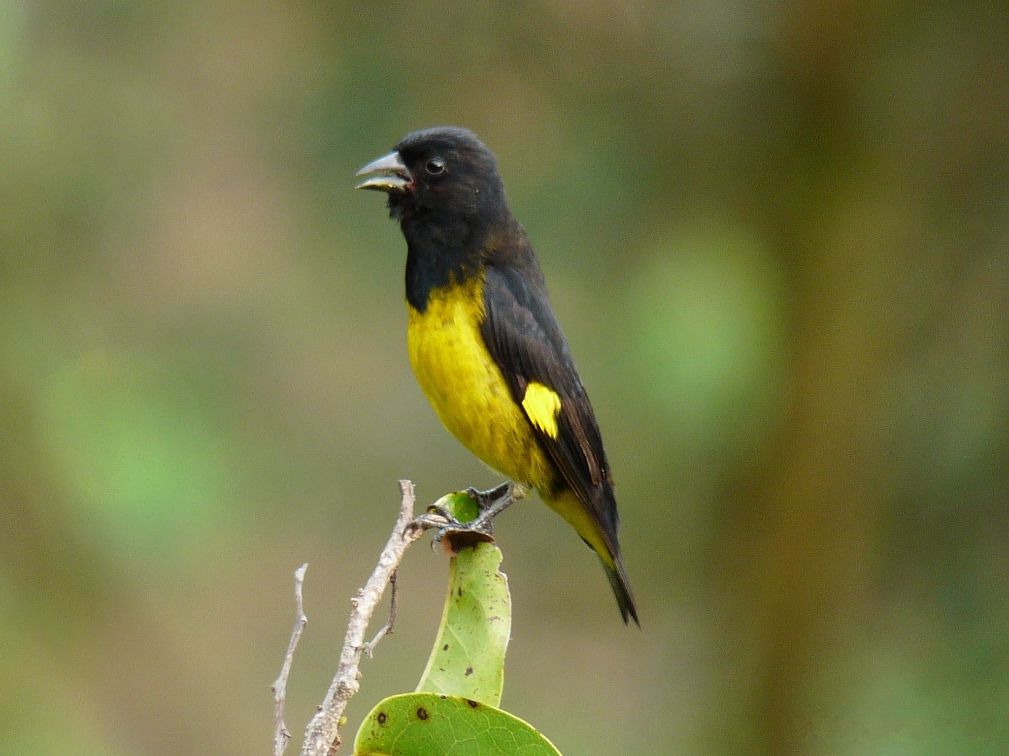Jilguero ventriamarillo