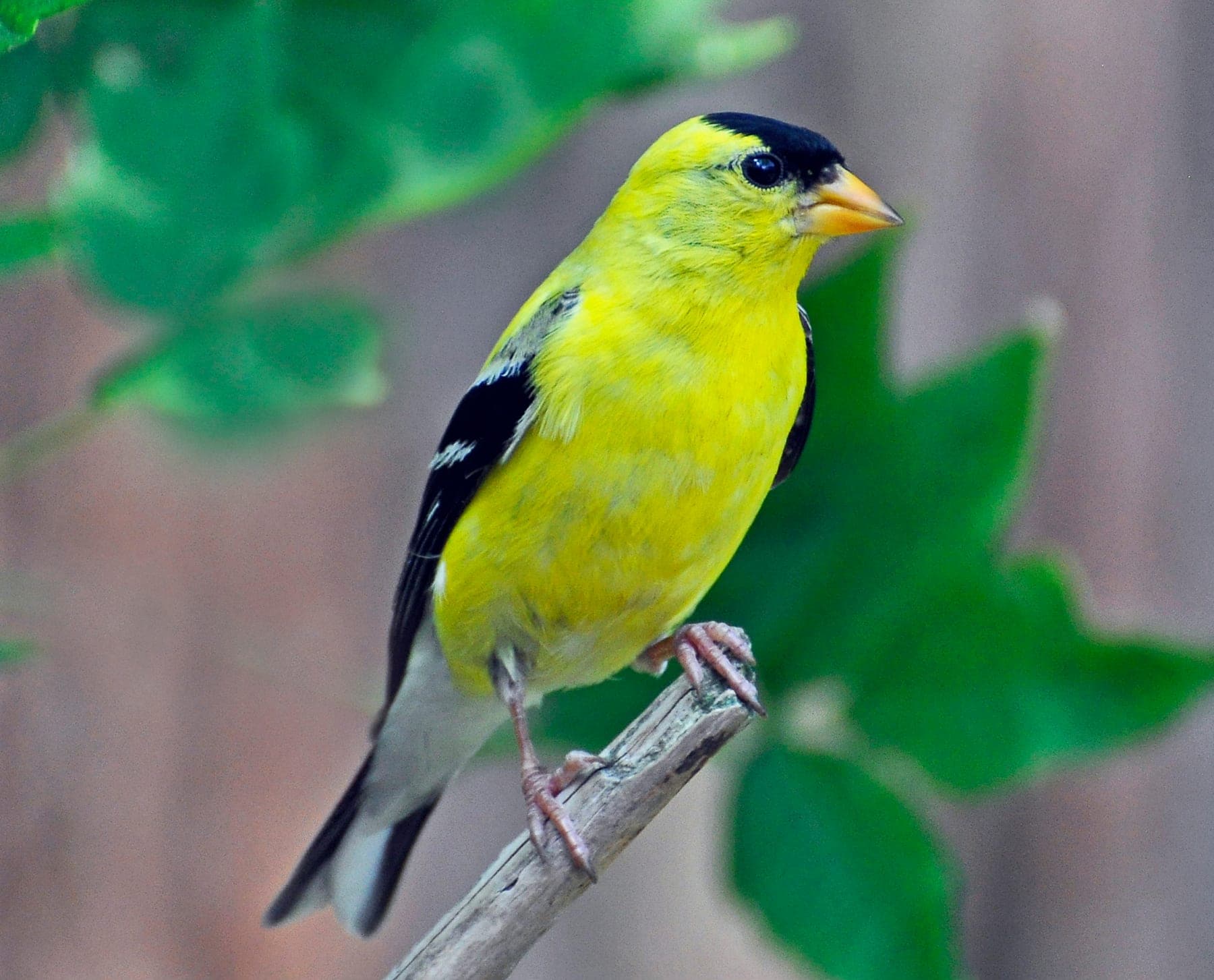 Jilguero yanqui (americano)