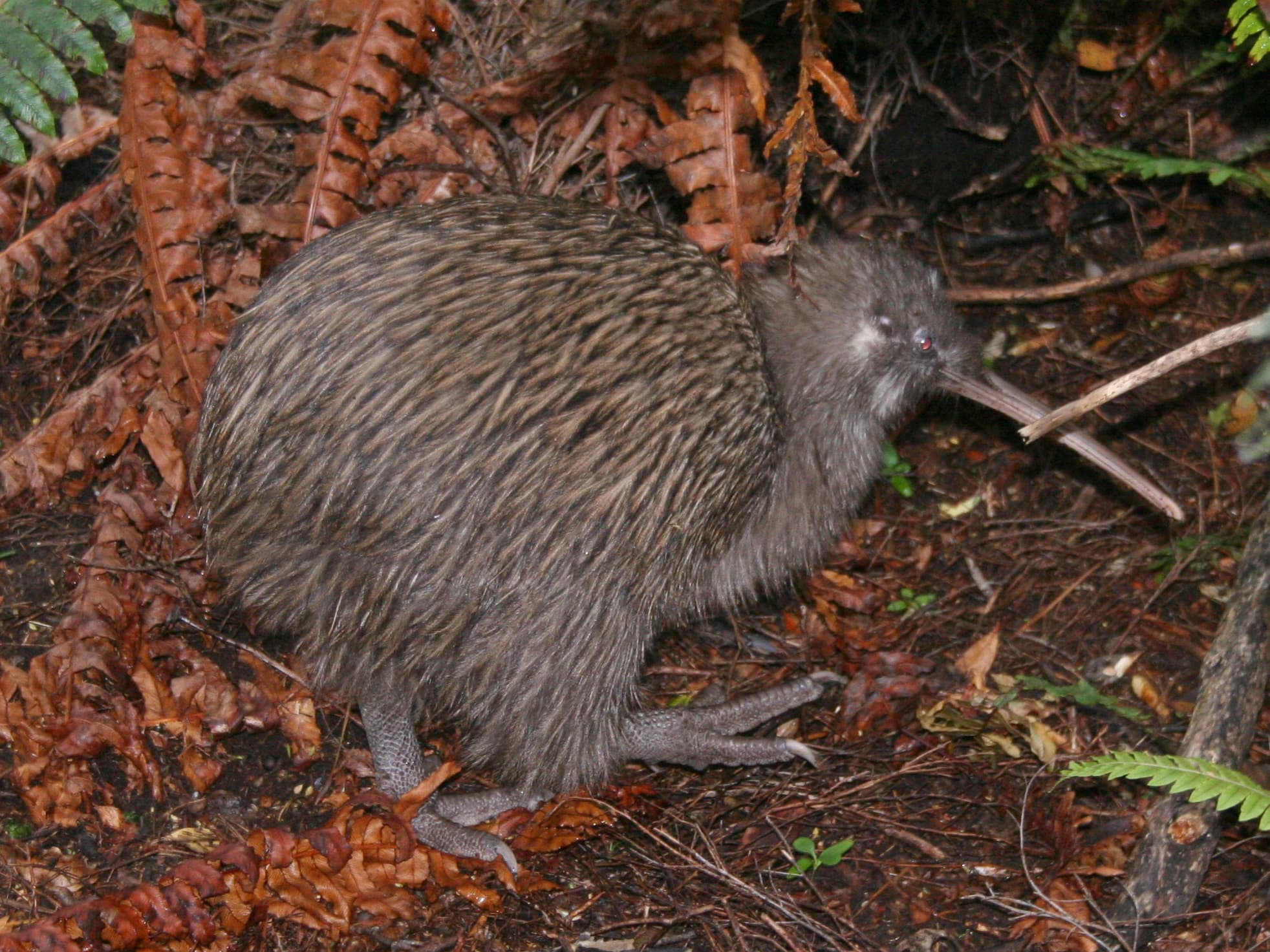 Kiwi común (marrón)