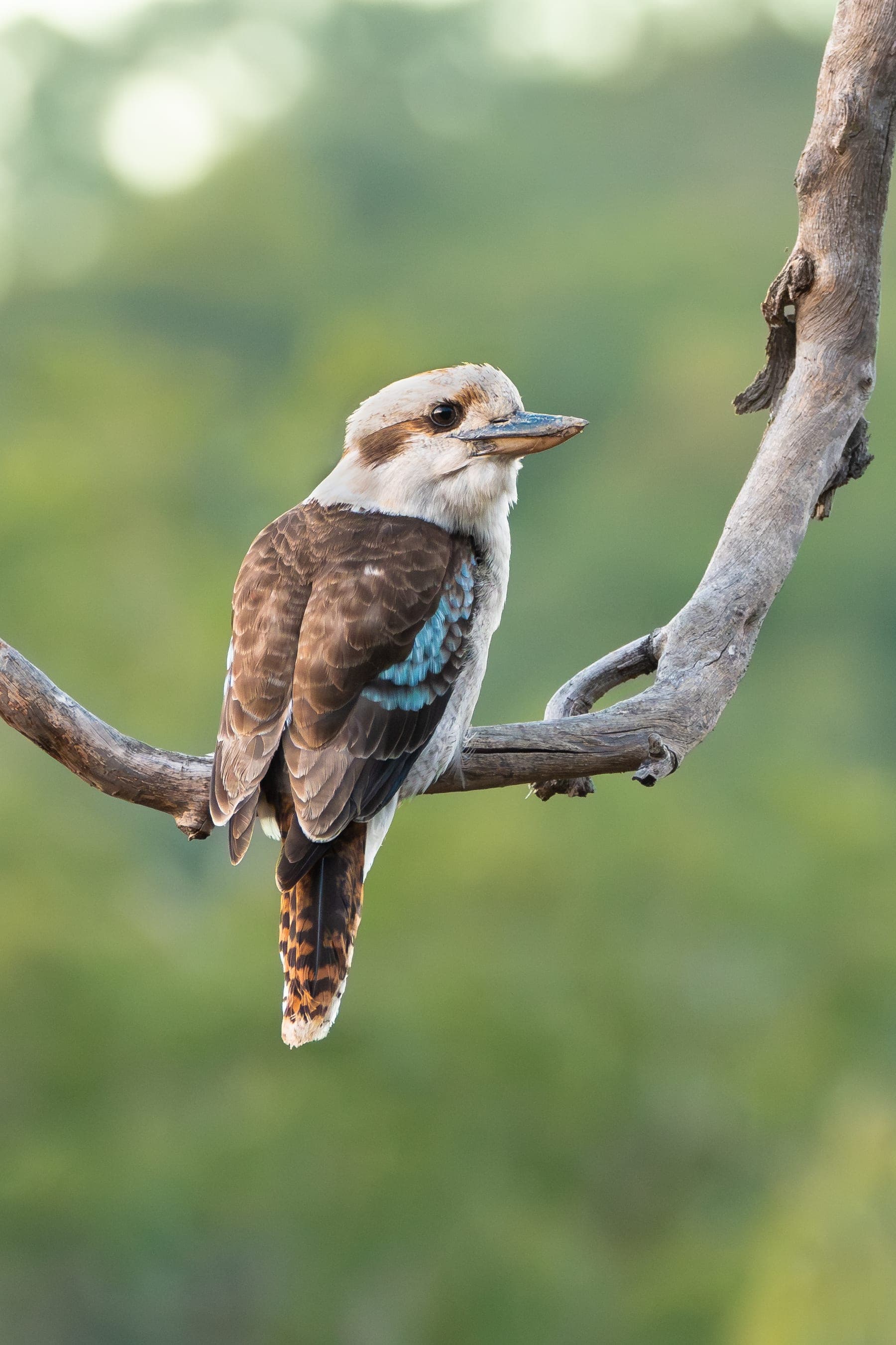 Cucaburra común (kookaburra)