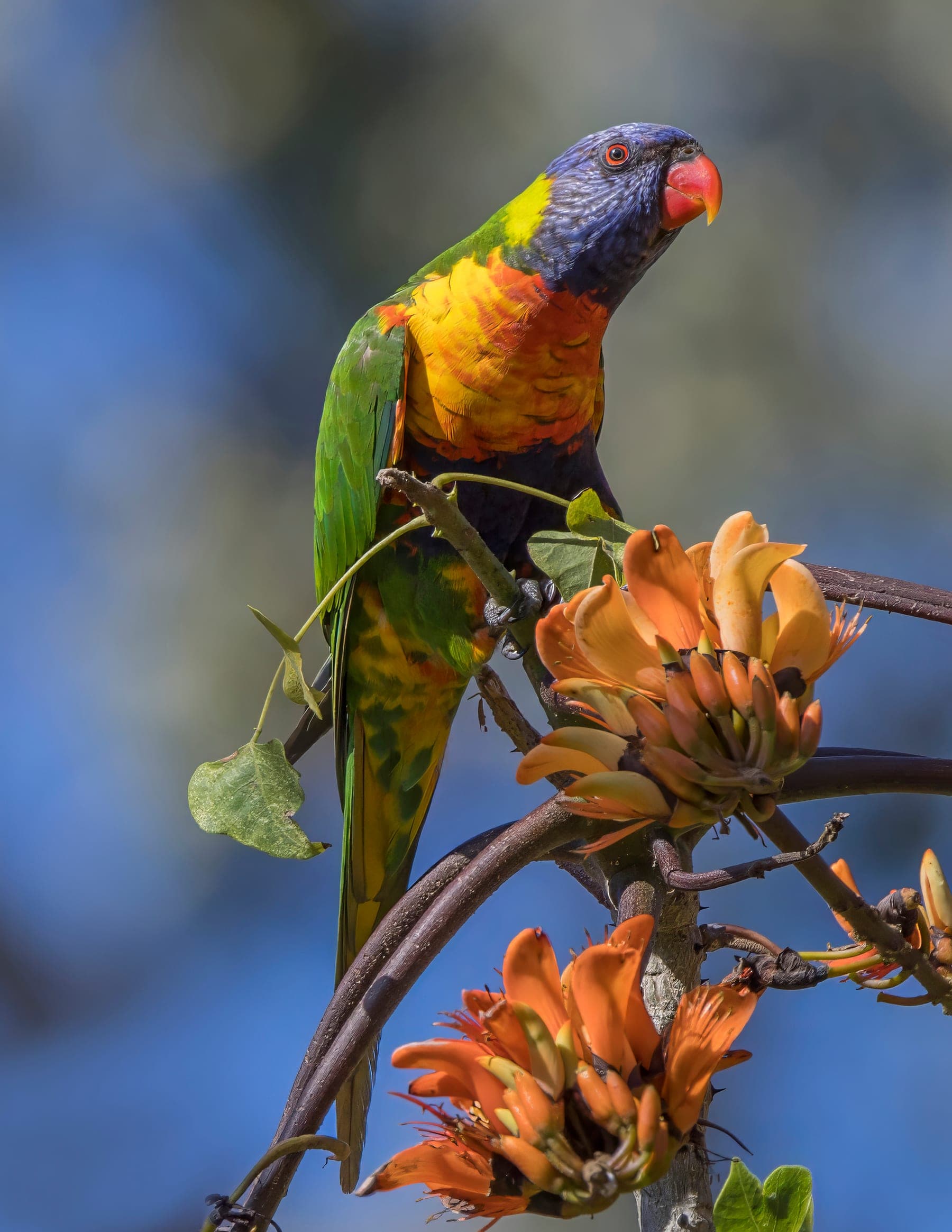 Lori arcoíris de cabeza azul y pecho naranja