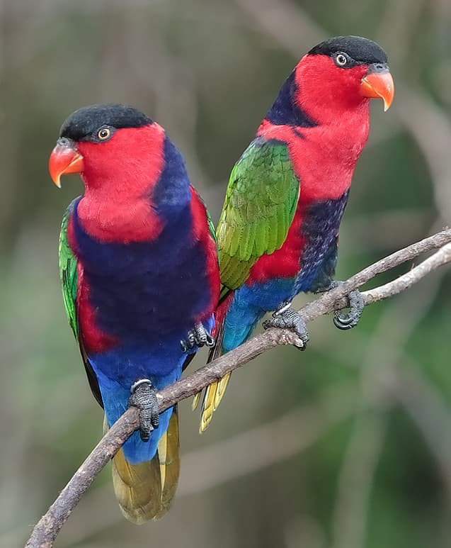 Lori tricolor