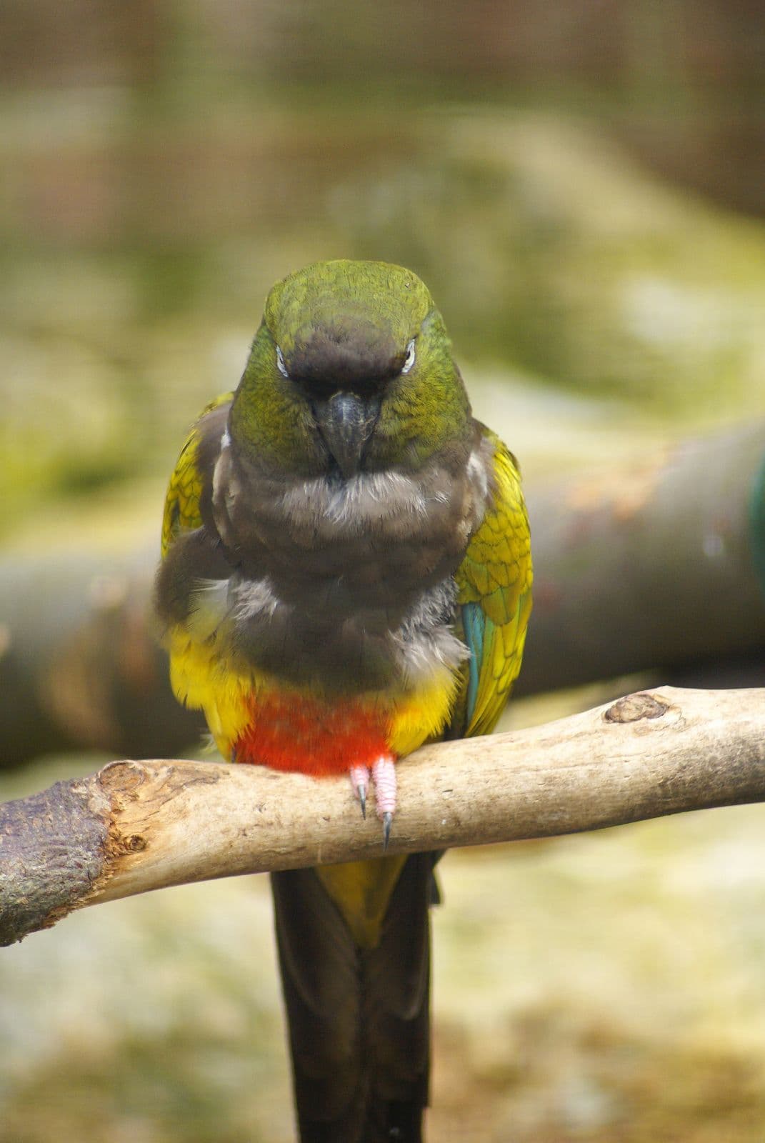 Loro barranquero (patagónico)
