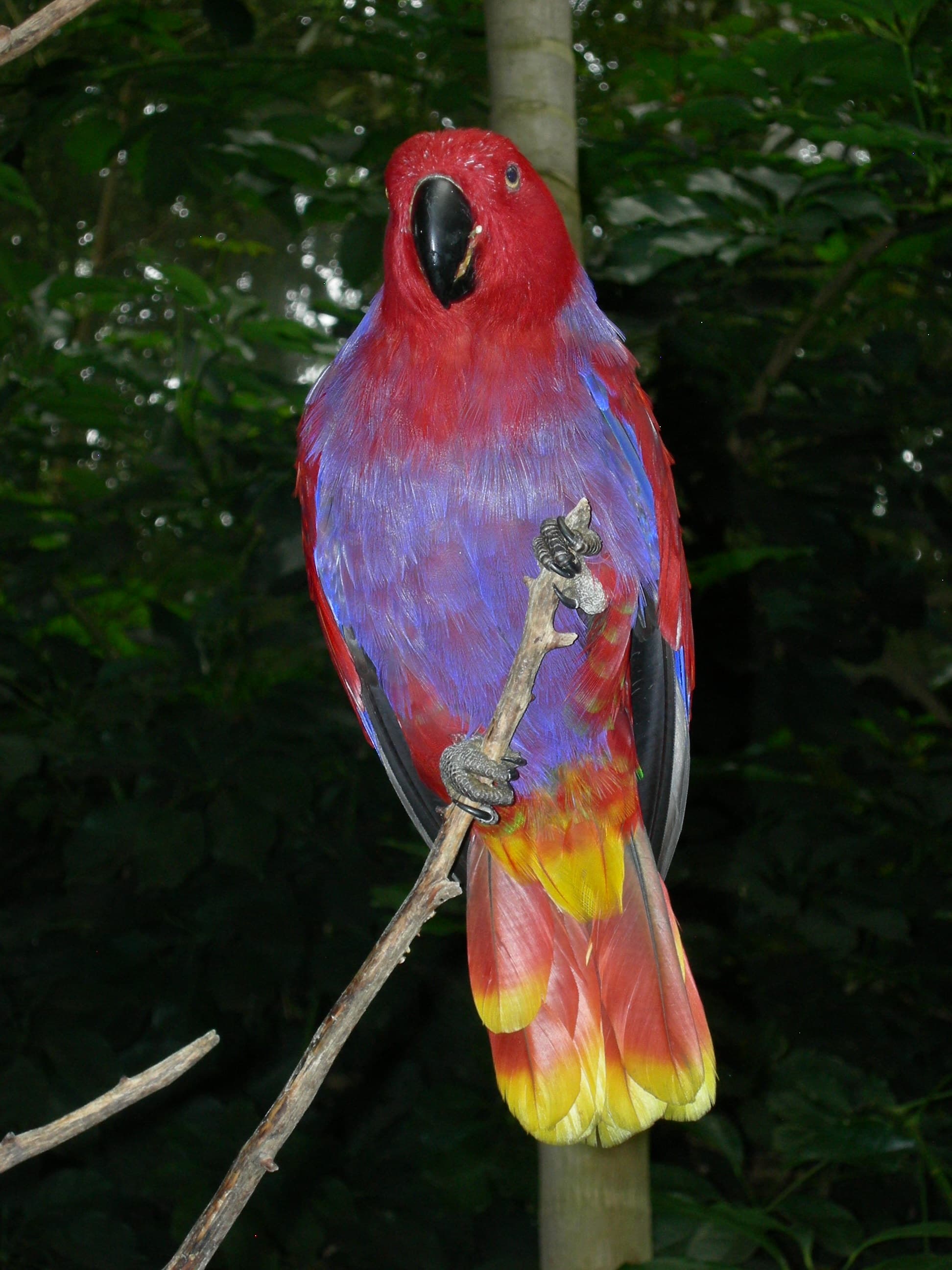 Loro eclecto