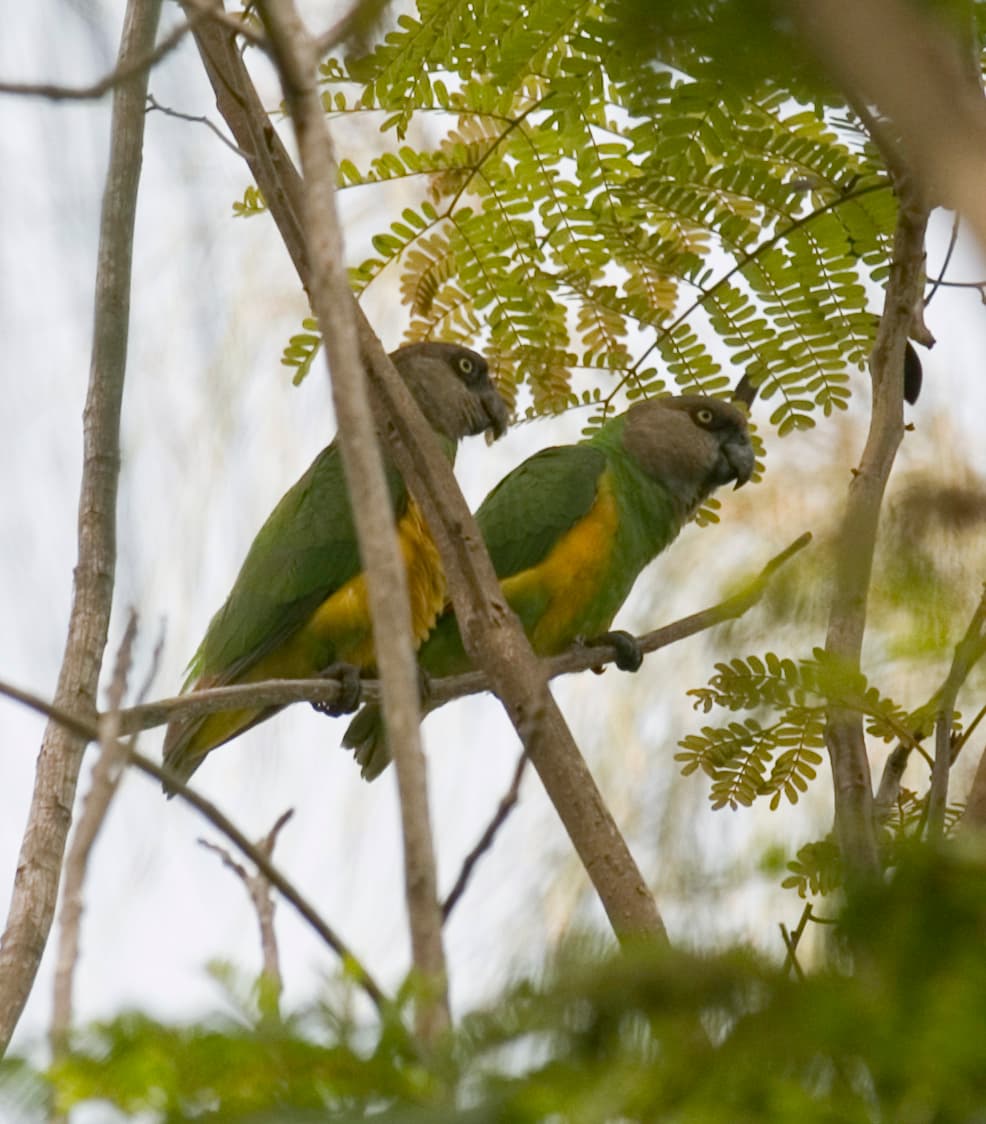 Loro senegalés