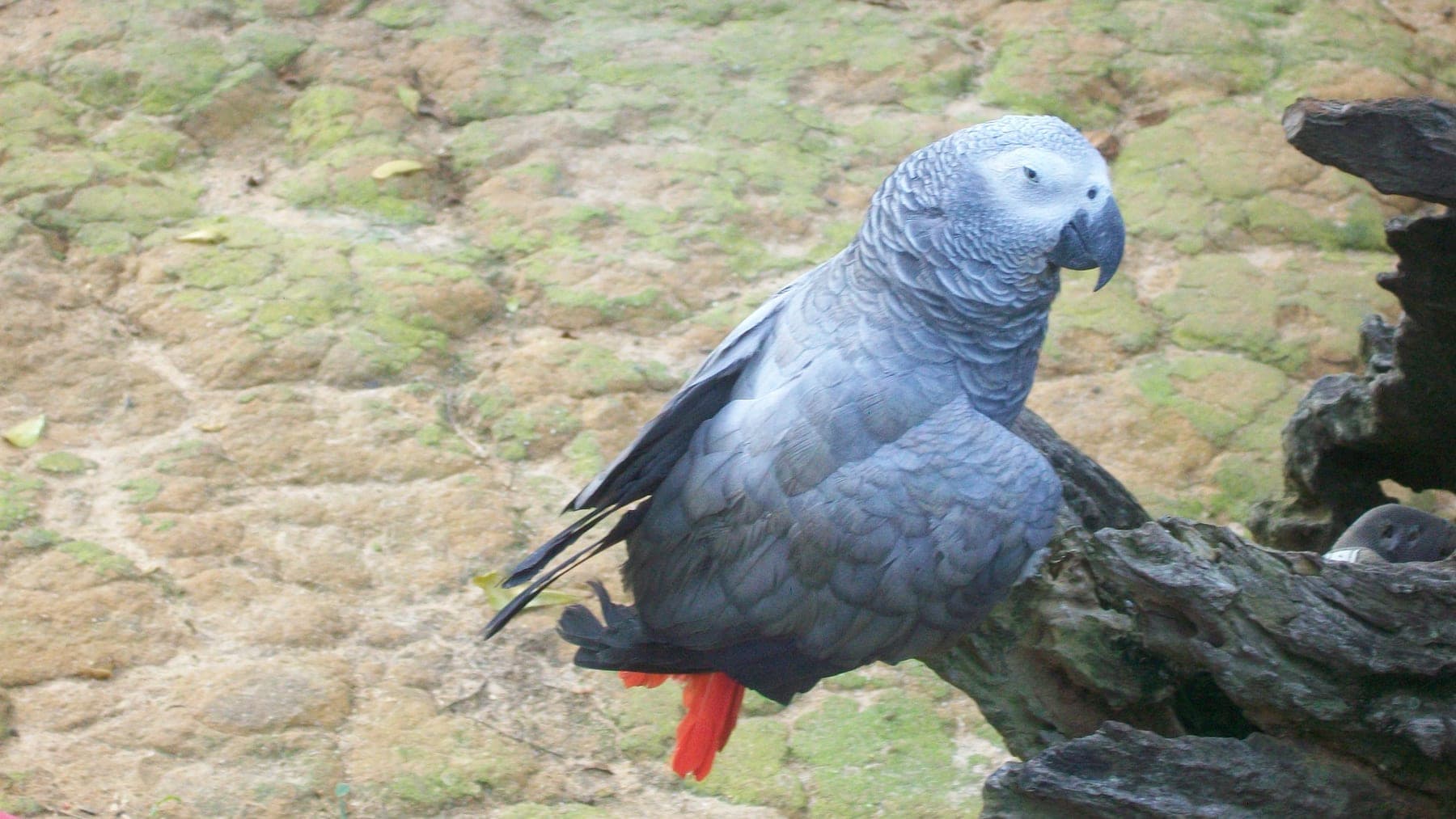 Loro gris africano (yaco)