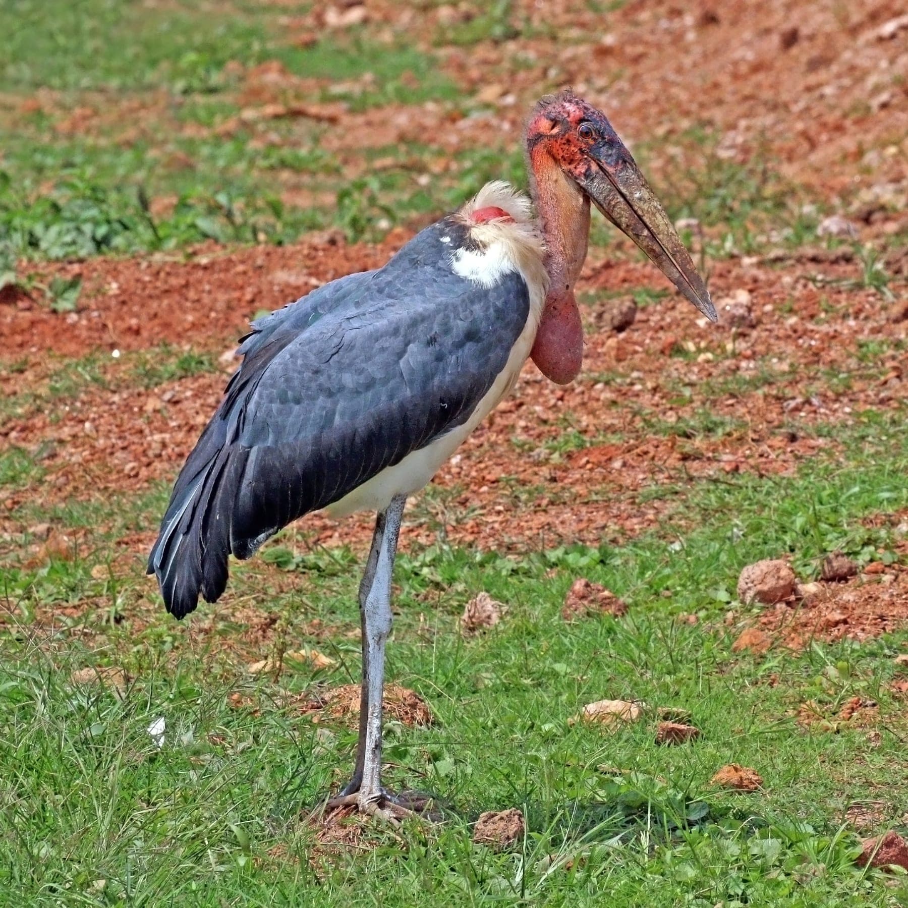 Marabú africano