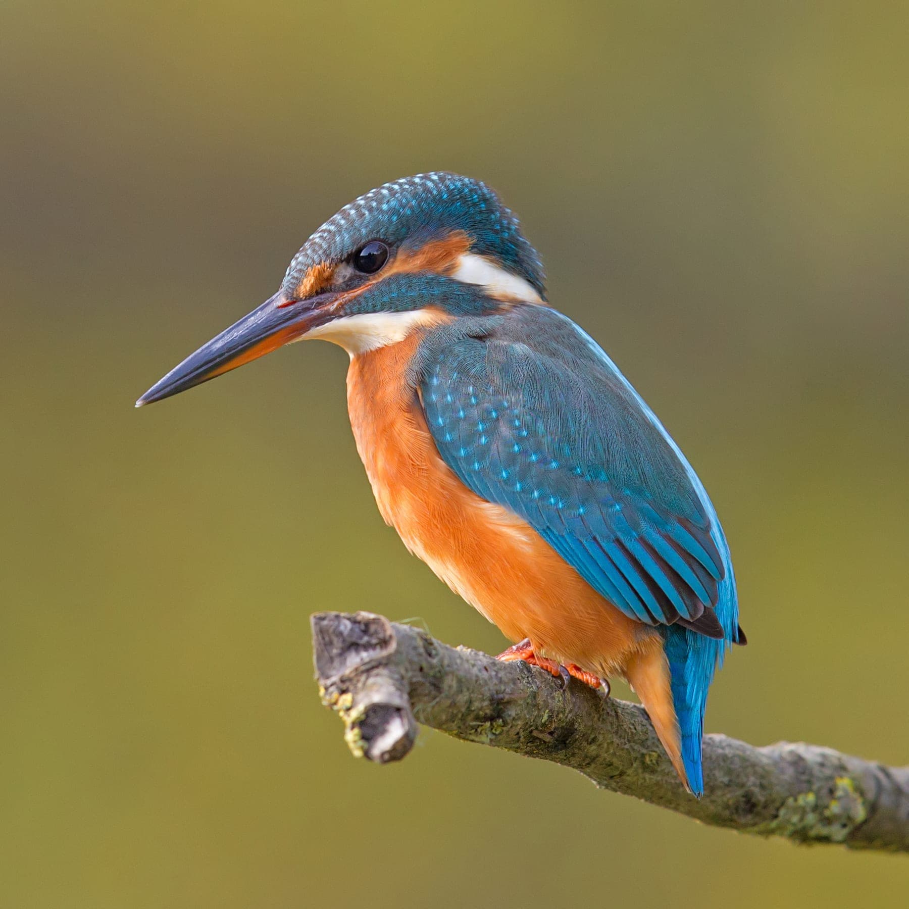 Martín pescador común de espalda azul y pecho anaranjado