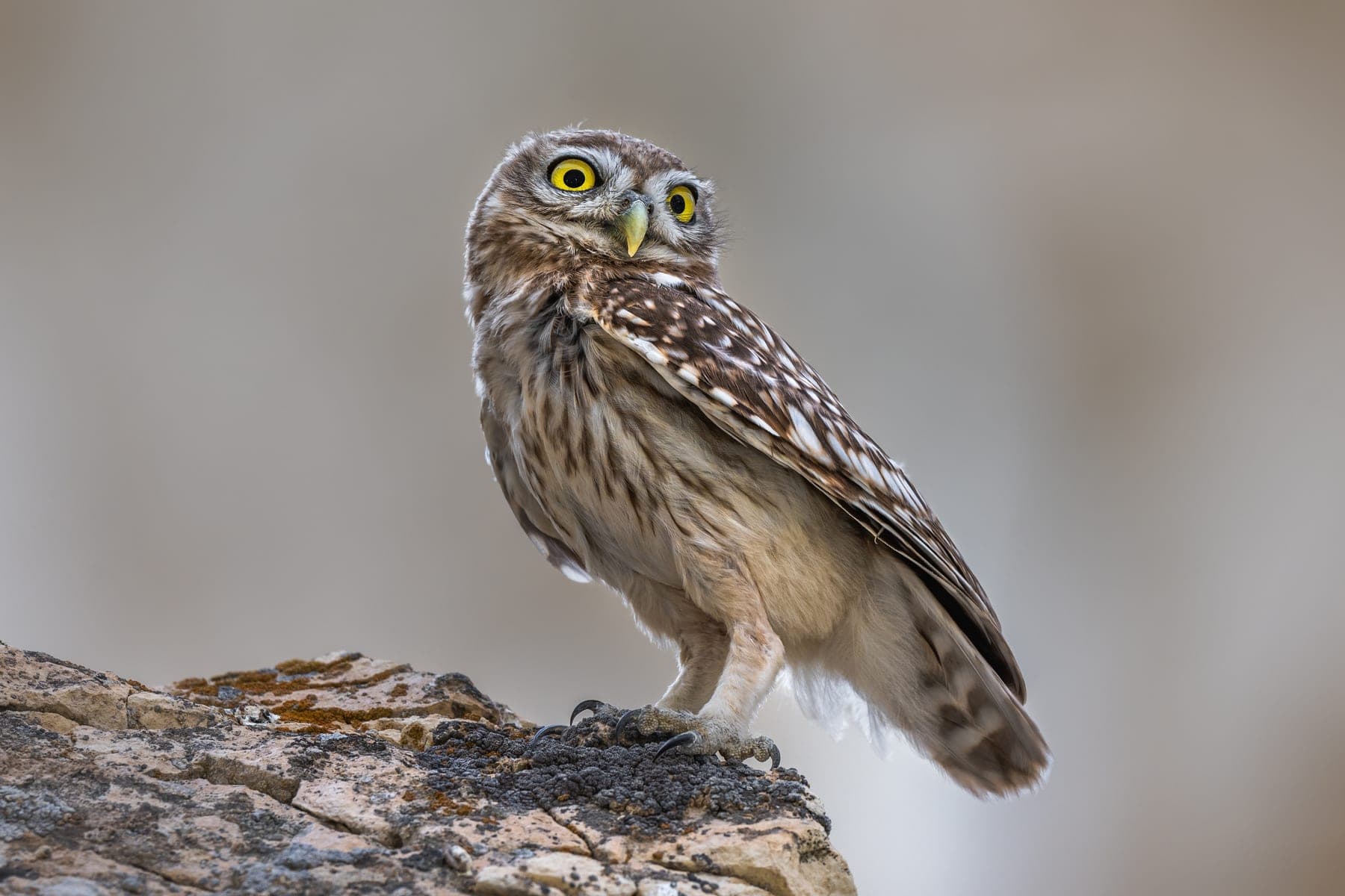 Mochuelo europeo