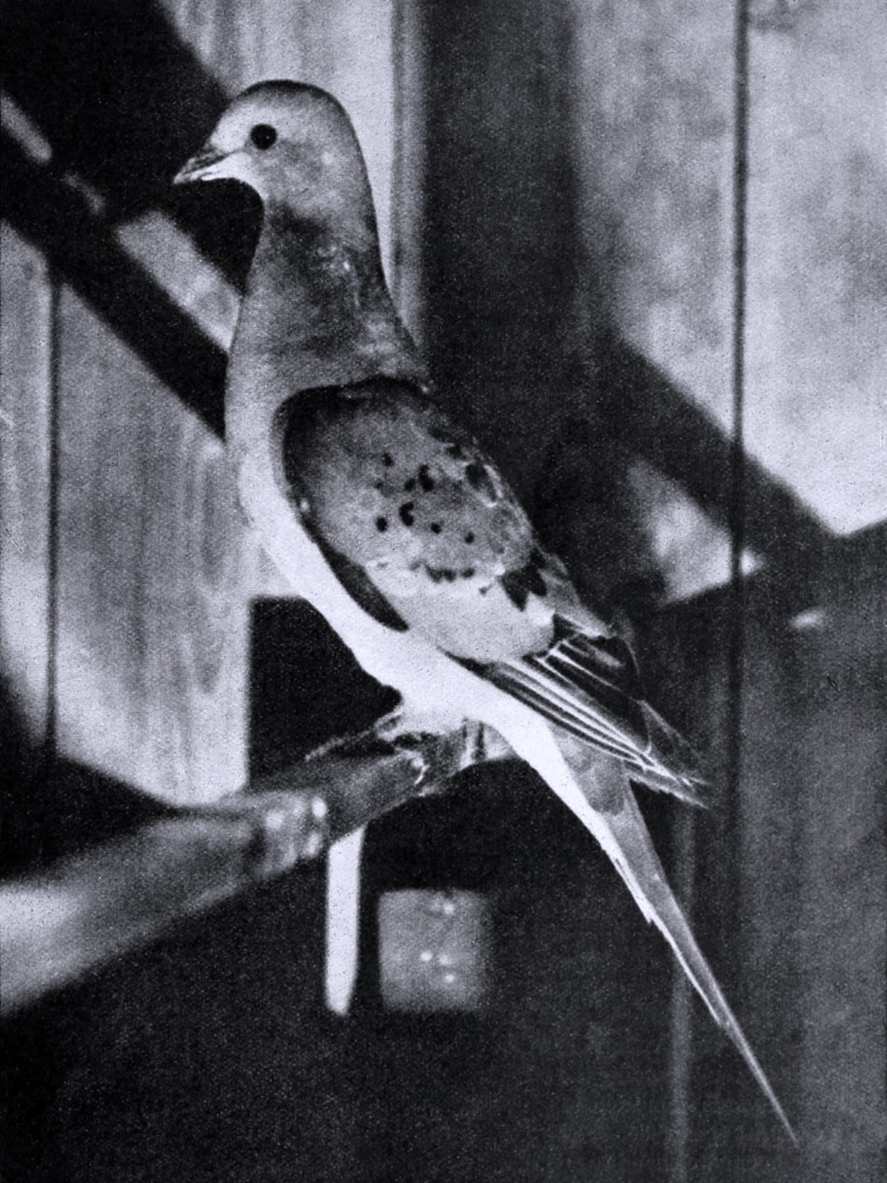 Paloma migratoria (†extinta)