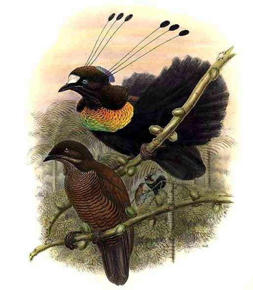 Parotia de Lawes